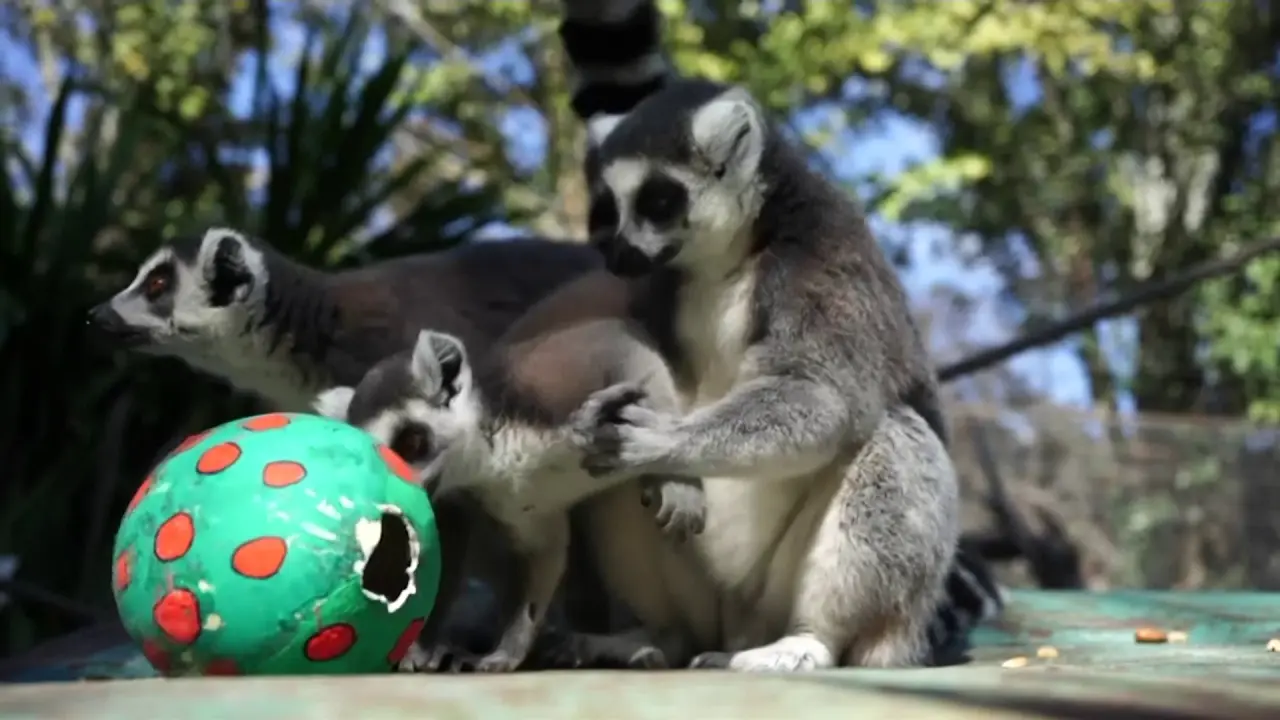 Şili Santiago Hayvanat Bahçesi'nde hayvanların da paskalya kutlaması vardı! 1