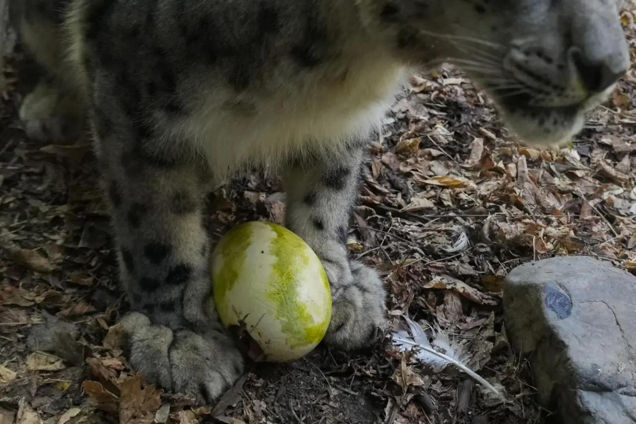 Şili Santiago Hayvanat Bahçesi'nde hayvanların da paskalya kutlaması vardı! 5
