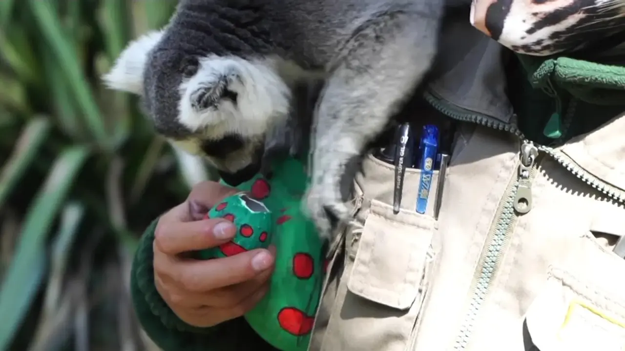 Şili Santiago Hayvanat Bahçesi'nde hayvanların da paskalya kutlaması vardı! 6