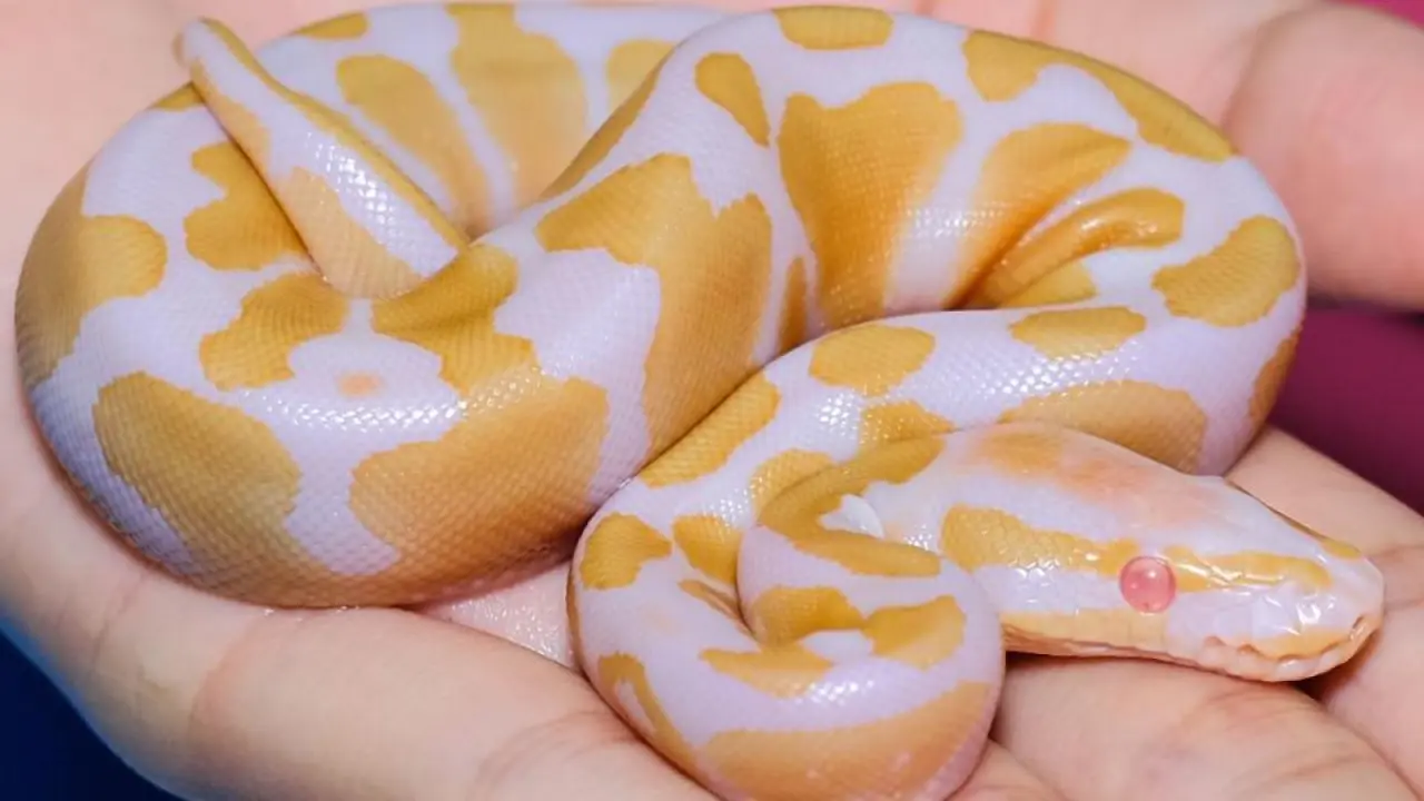 Dünyanın en pahalı 5 evcil hayvanı: Bir güvercin için 1,9 milyon dolar öder misiniz? 5