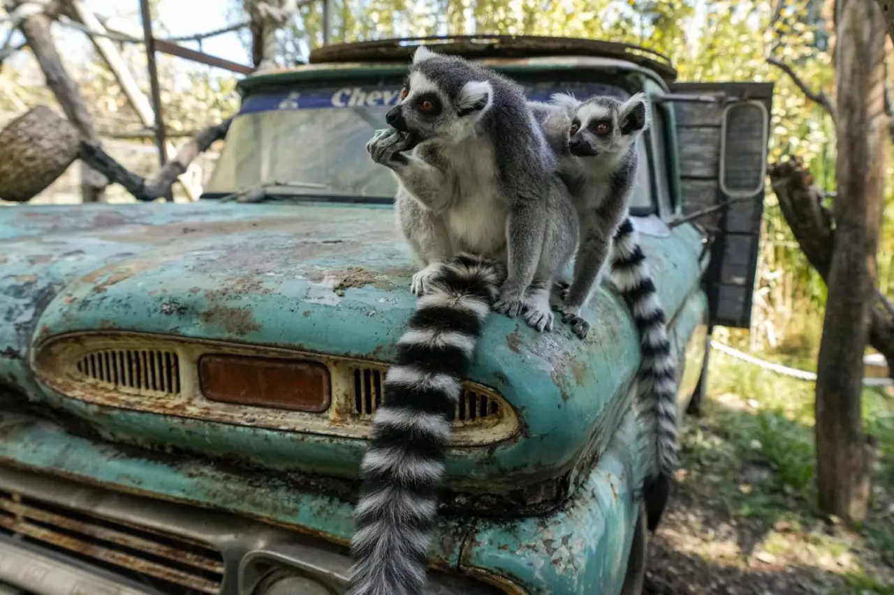 Şili Santiago Hayvanat Bahçesi'nde hayvanların da paskalya kutlaması vardı! 7