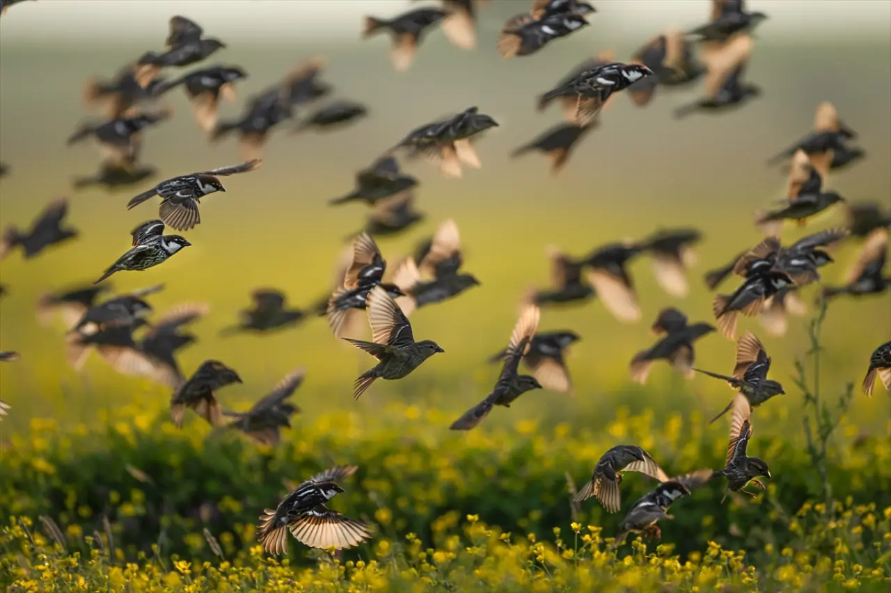 Söğüt serçeleri doğayla bir bütün haline geldi 5