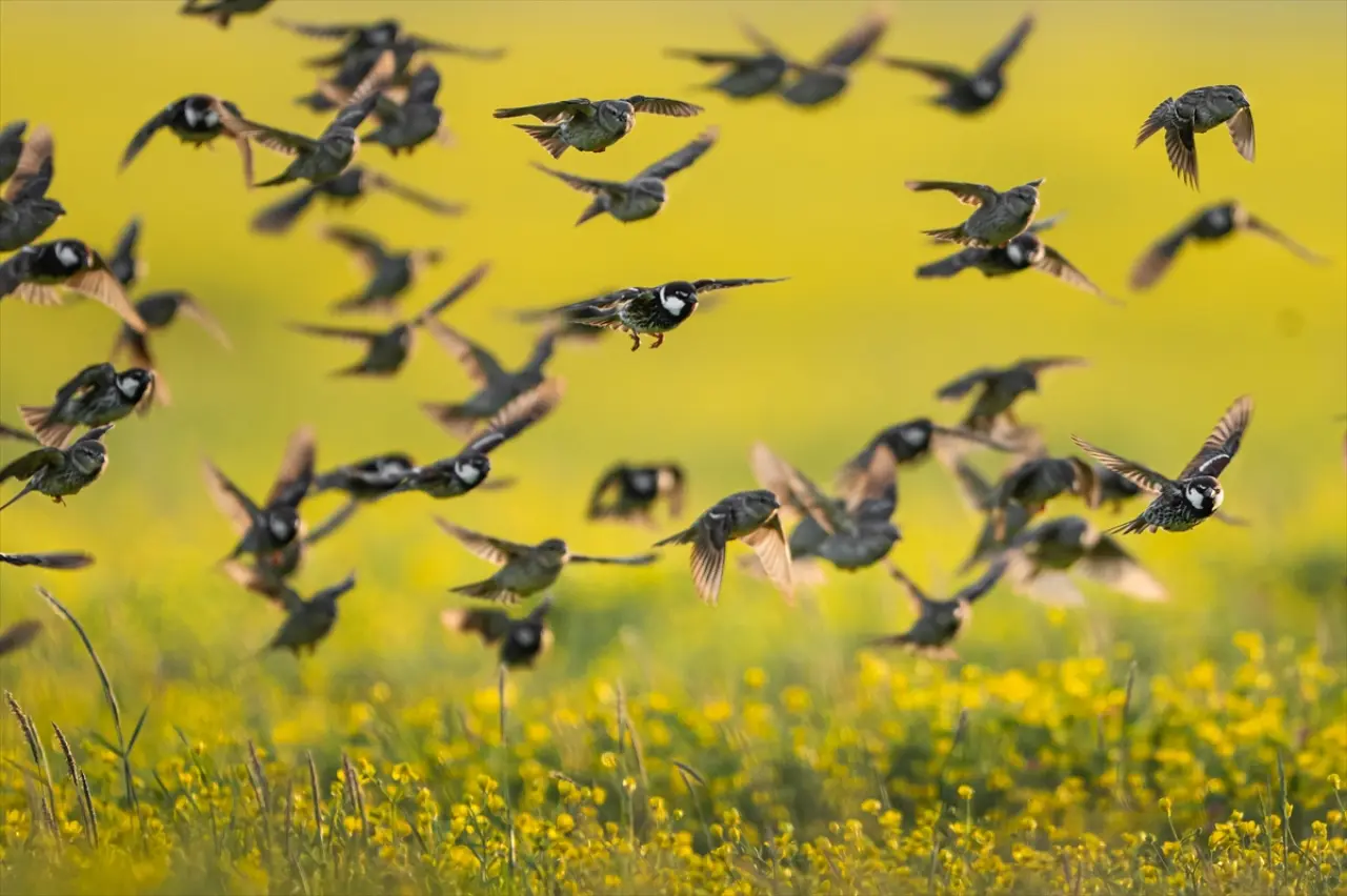 Söğüt serçeleri doğayla bir bütün haline geldi 7