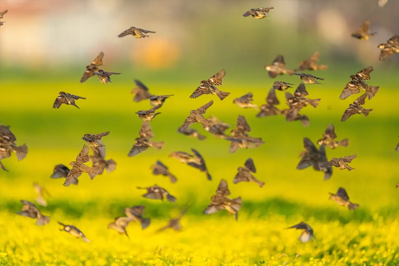 Söğüt serçeleri doğayla bir bütün haline geldi 6