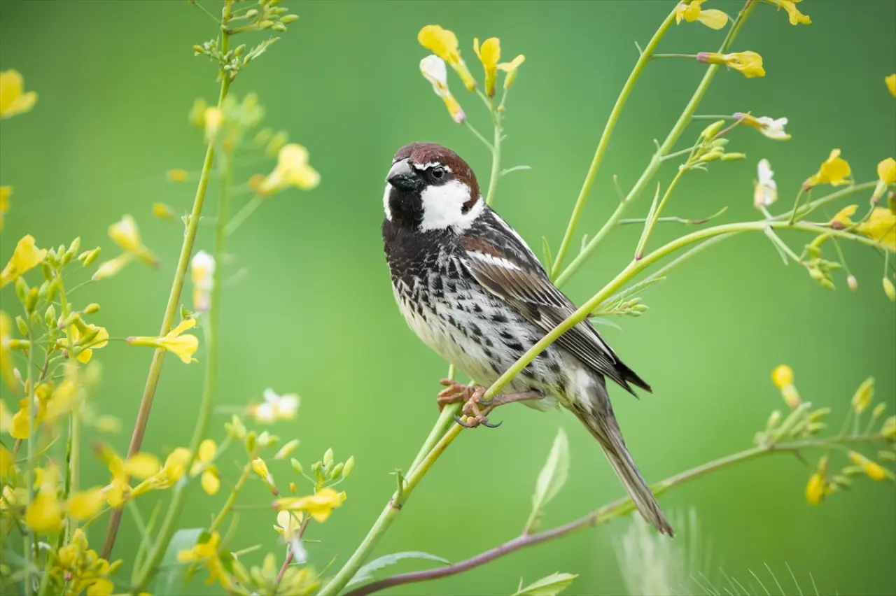 Söğüt serçeleri doğayla bir bütün haline geldi 3