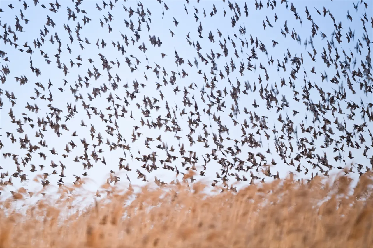 Söğüt serçeleri doğayla bir bütün haline geldi 1