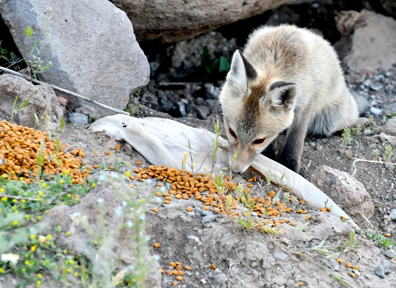 Doğaseverler, Kars'ta yuvalarından çıkan yavru kızıl tilkileri beslediler 5