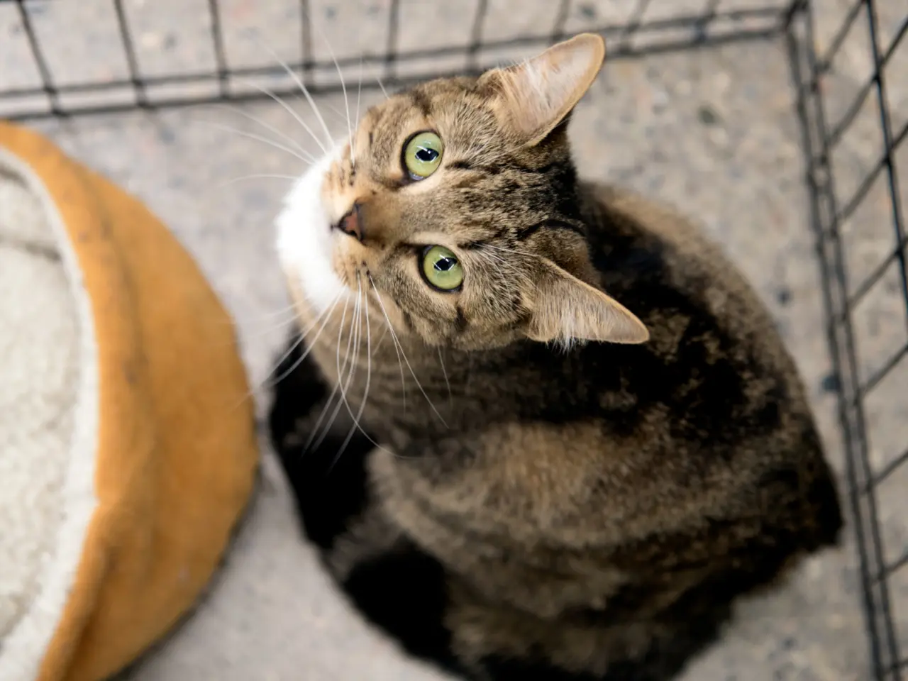 Kediniz sizi seviyor ya da sevmiyor olabilir, ama kokunuzu muhakkak tanıyor! 12