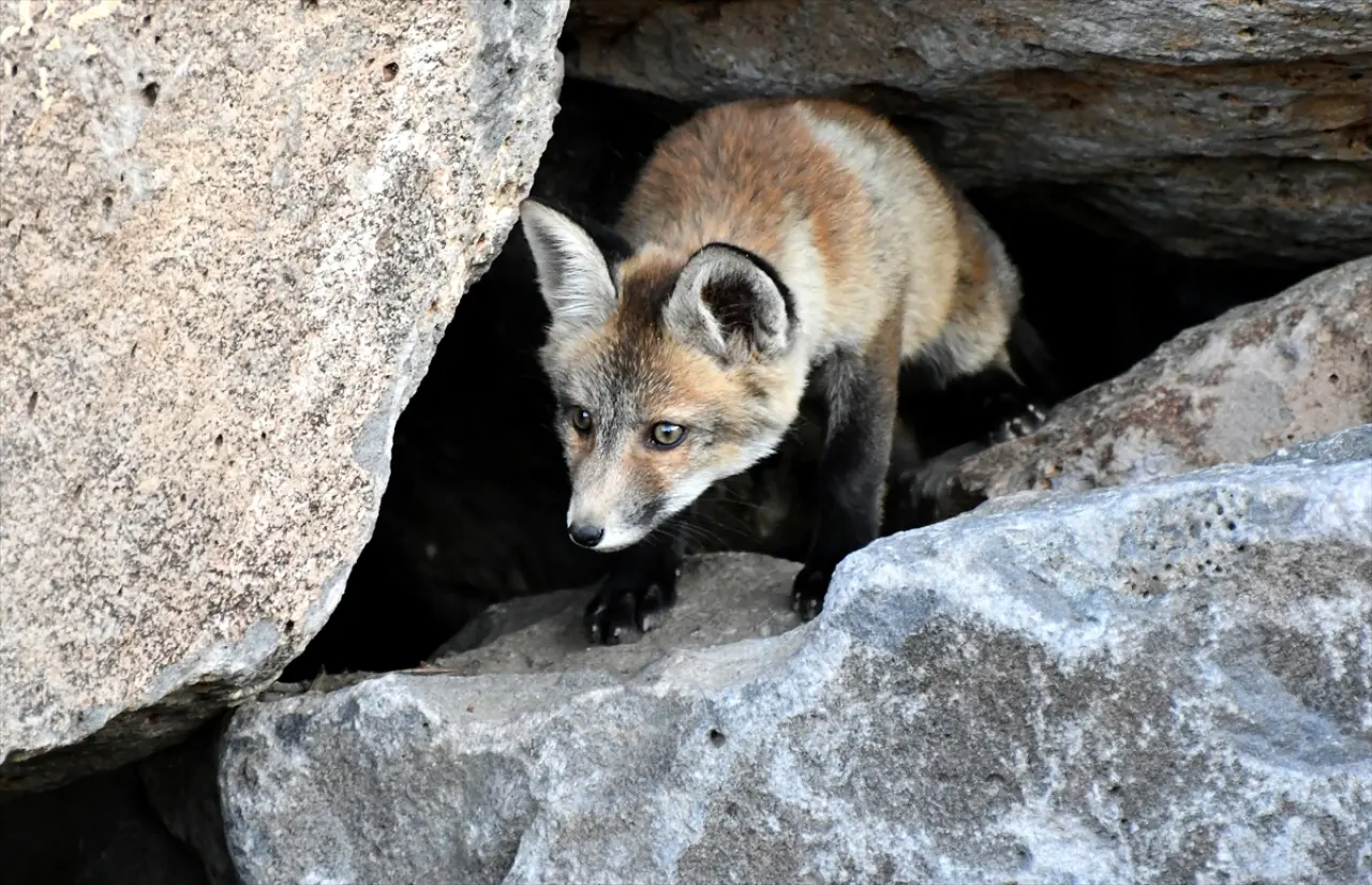Doğaseverler, Kars'ta yuvalarından çıkan yavru kızıl tilkileri beslediler 11
