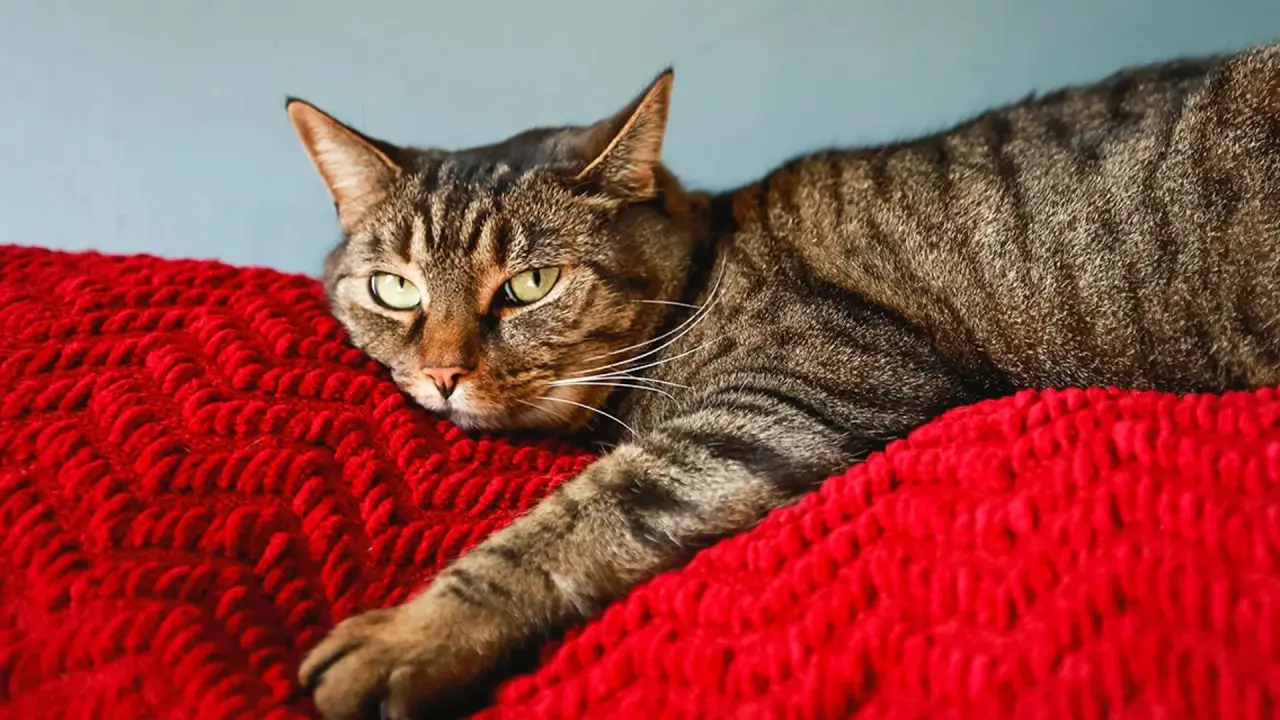 Kediniz sizi seviyor ya da sevmiyor olabilir, ama kokunuzu muhakkak tanıyor! 4