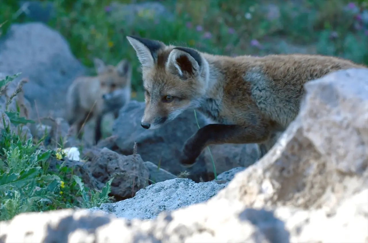 Doğaseverler, Kars'ta yuvalarından çıkan yavru kızıl tilkileri beslediler 8