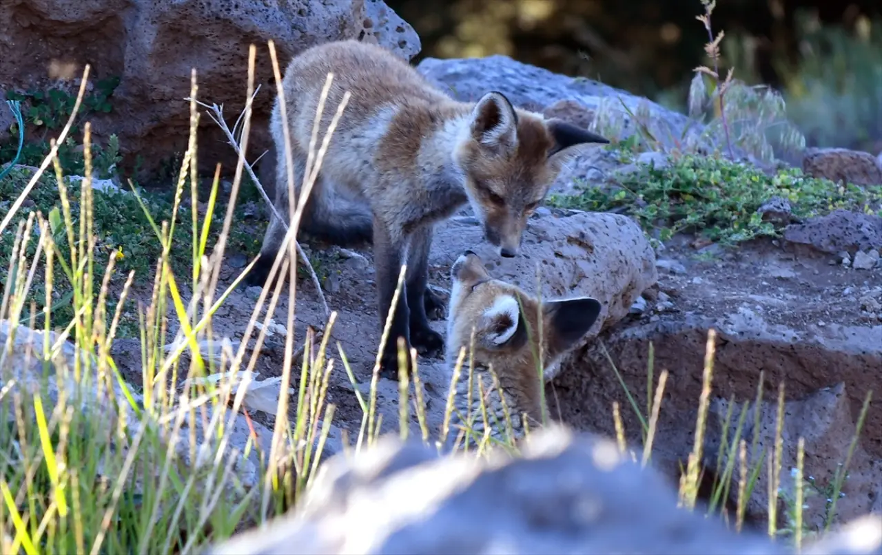 Doğaseverler, Kars'ta yuvalarından çıkan yavru kızıl tilkileri beslediler 6
