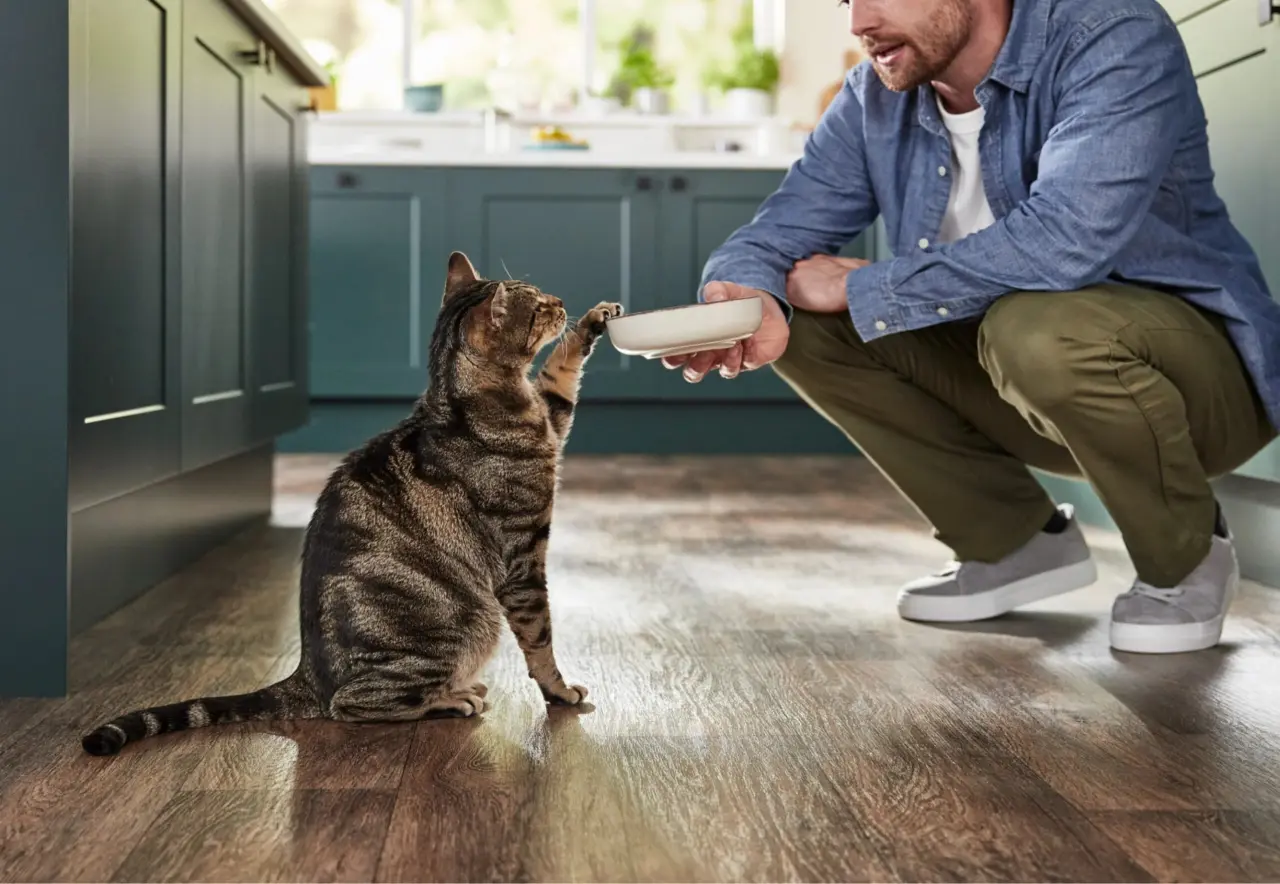 Kediniz sizi seviyor ya da sevmiyor olabilir, ama kokunuzu muhakkak tanıyor! 10