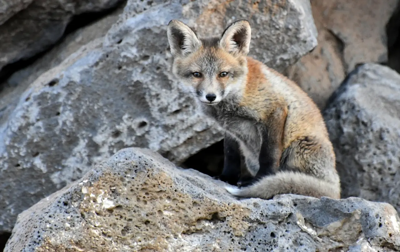 Doğaseverler, Kars'ta yuvalarından çıkan yavru kızıl tilkileri beslediler 10