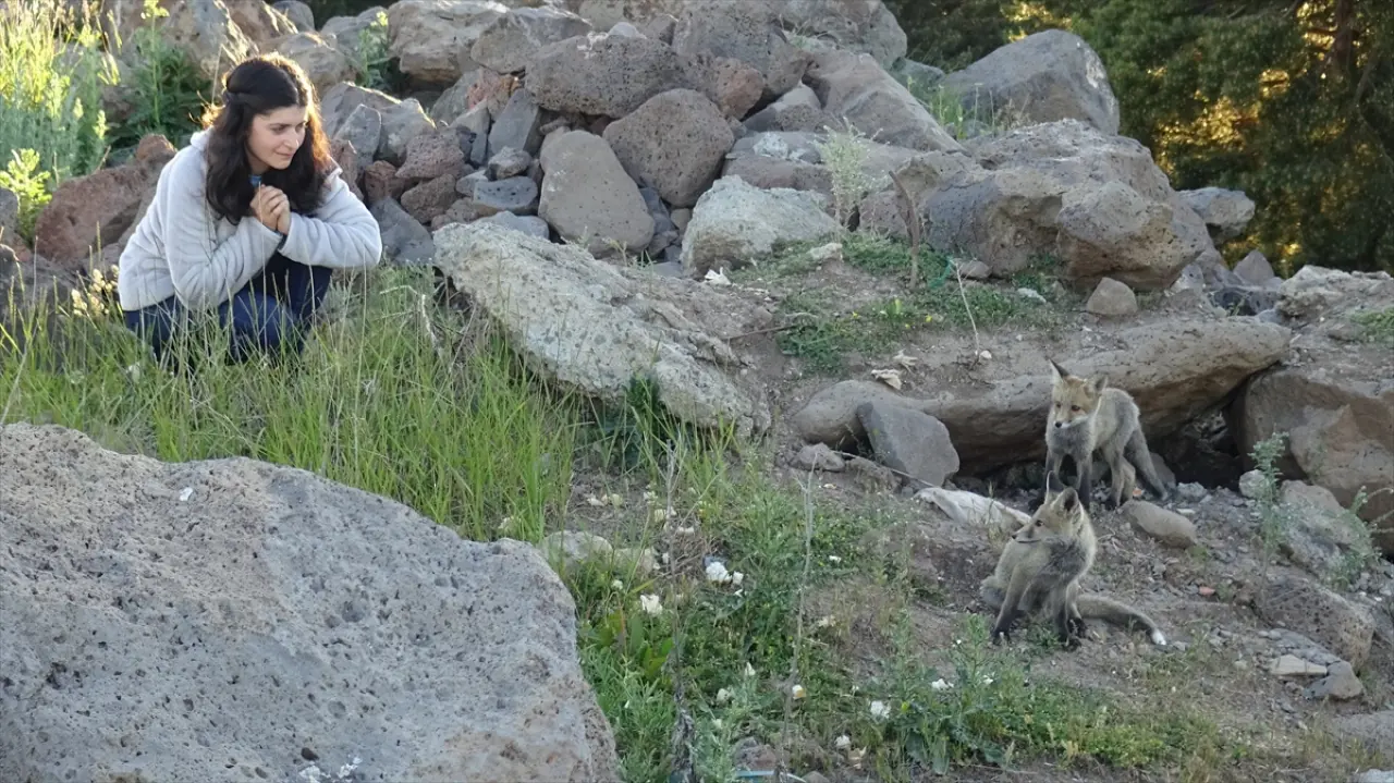 Doğaseverler, Kars'ta yuvalarından çıkan yavru kızıl tilkileri beslediler 3