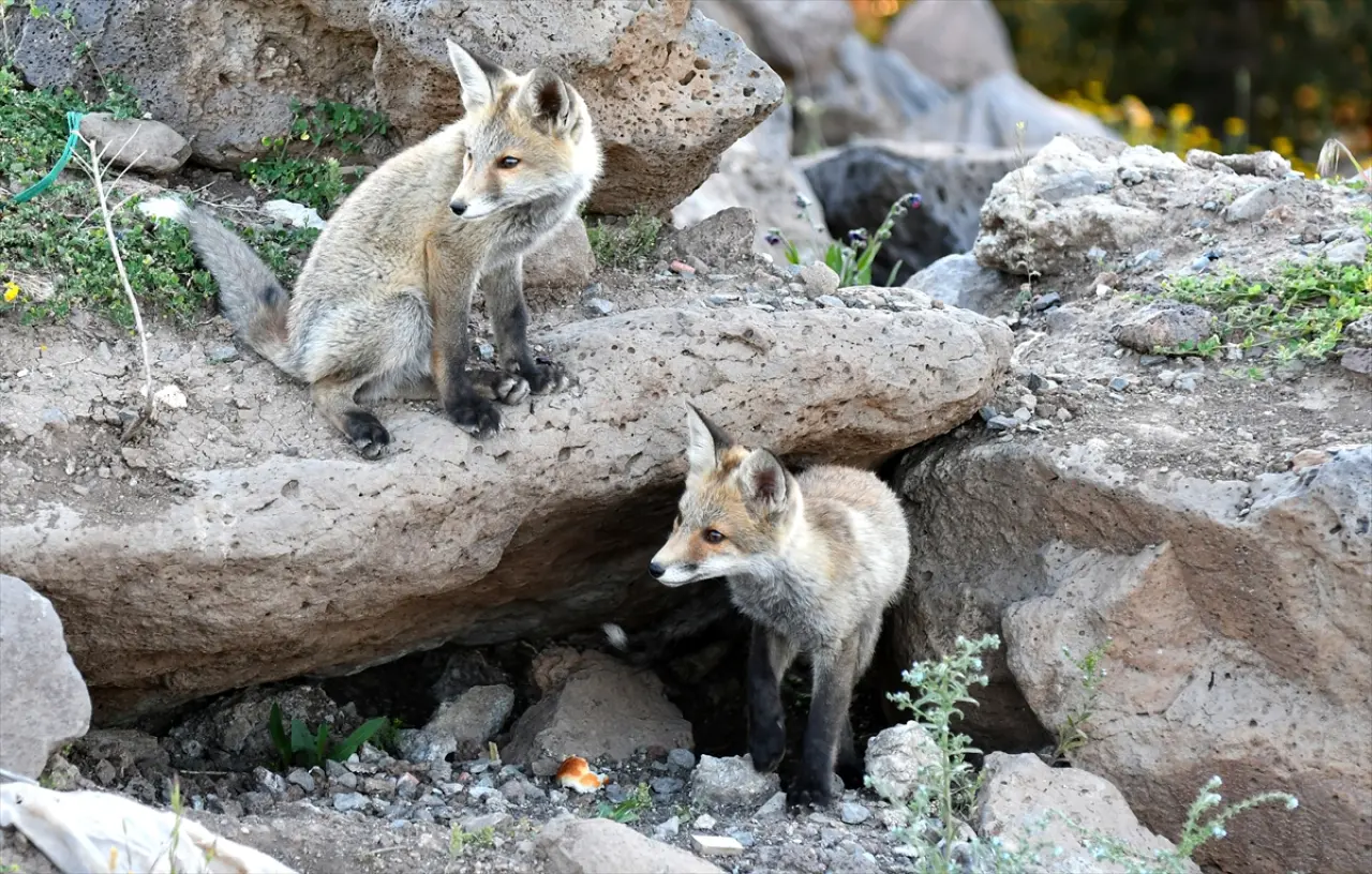 Doğaseverler, Kars'ta yuvalarından çıkan yavru kızıl tilkileri beslediler 1