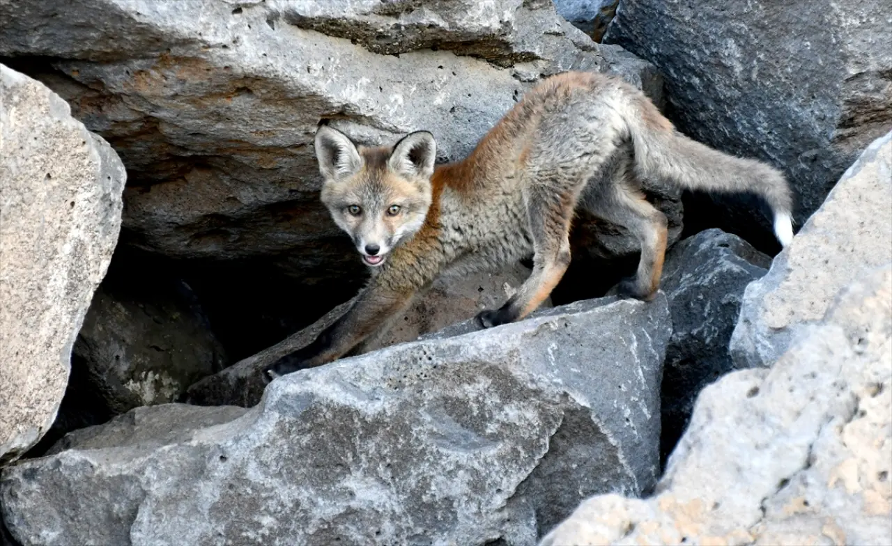 Doğaseverler, Kars'ta yuvalarından çıkan yavru kızıl tilkileri beslediler 2