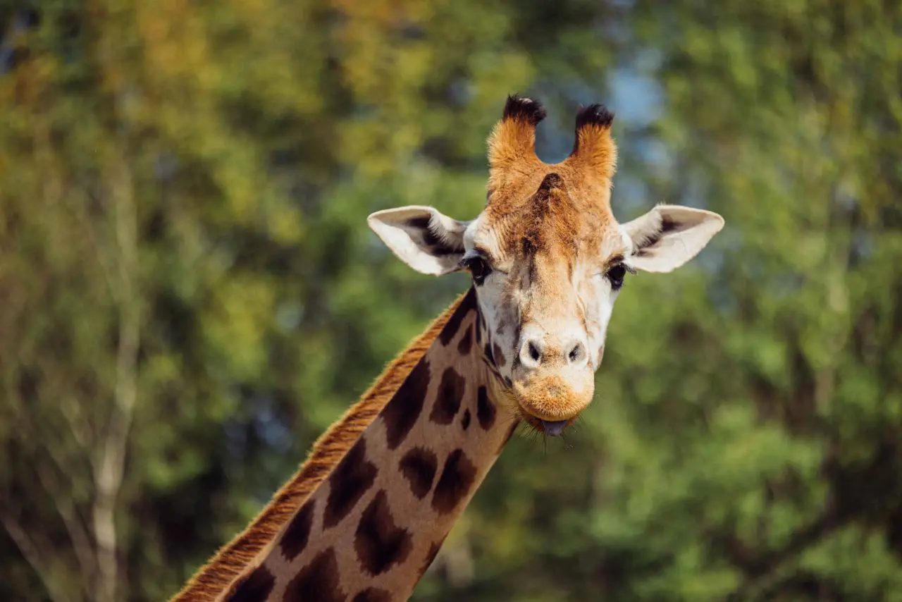 Afrika'da kaç zürafa türü var? Yeni yapılan çalışmalara göre sayı kaça katlandı? 2