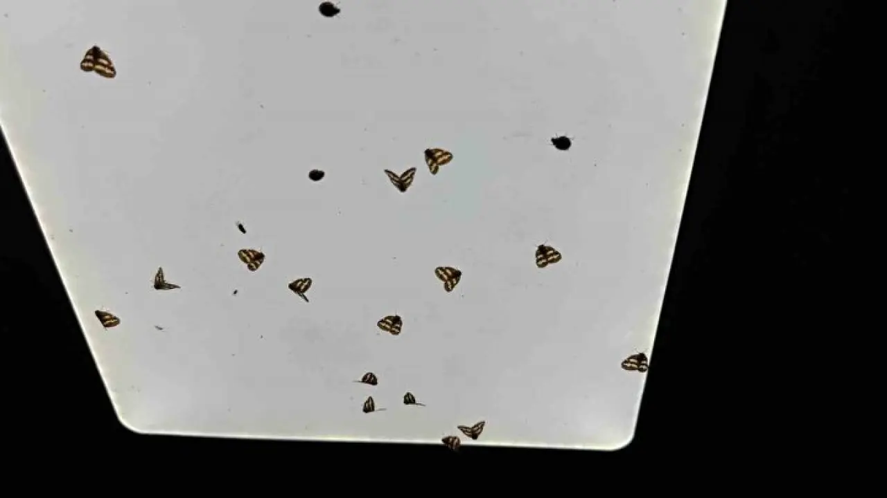 Vampir kelebekler Rize'yi işgal altına aldı! 3