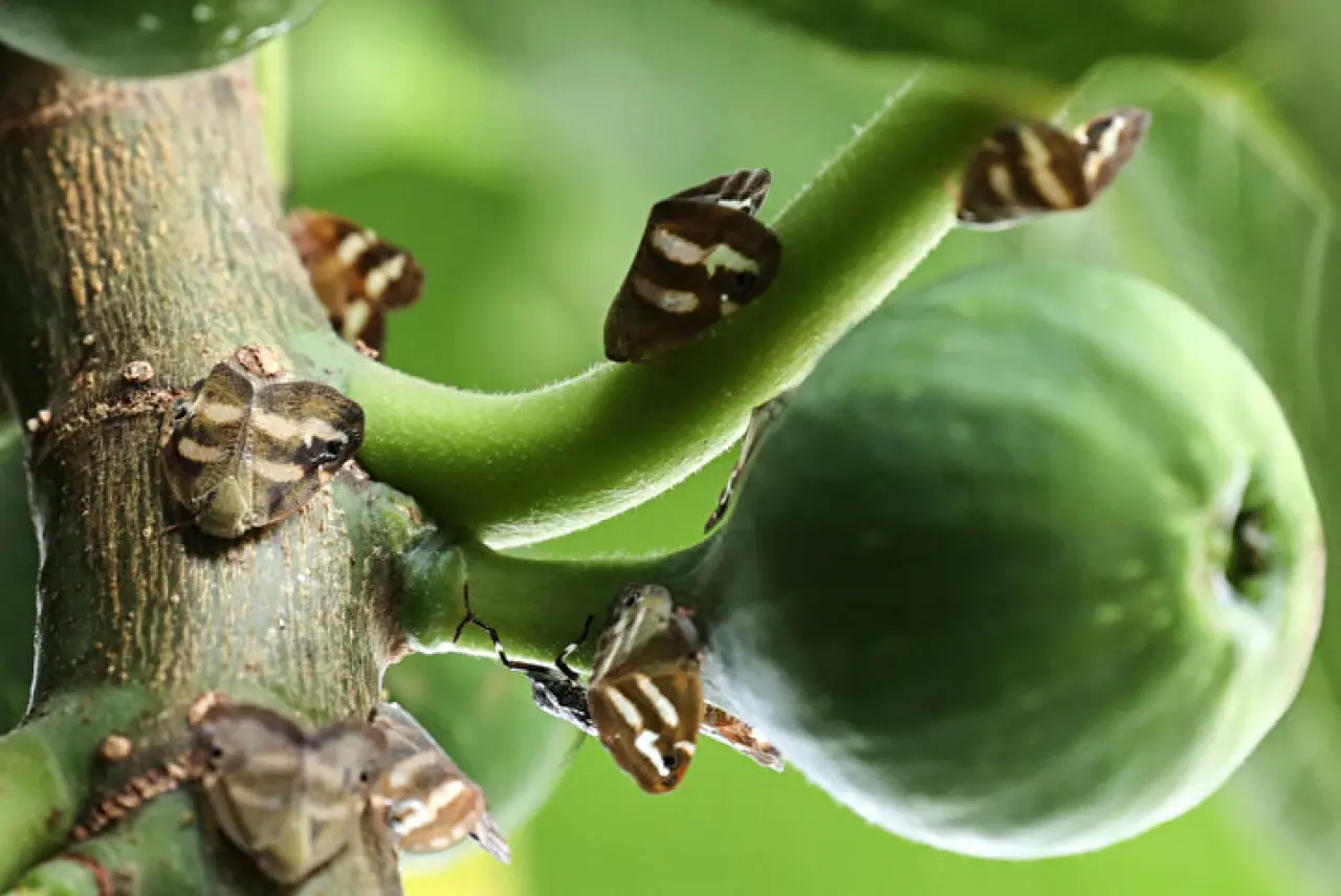 Vampir kelebekler Rize'yi işgal altına aldı! 5