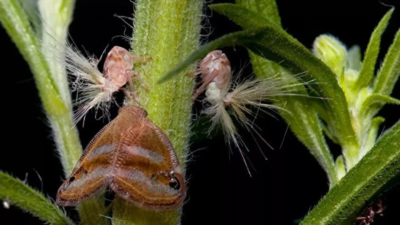 Vampir kelebekler Rize'yi işgal altına aldı! 2