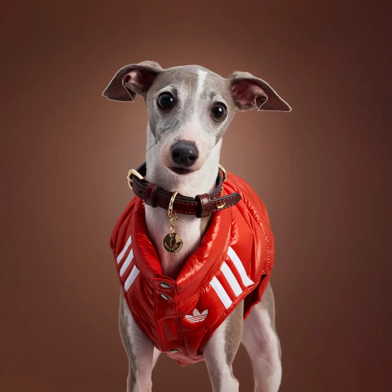 Adidas'tan evcil hayvanlara özel koleksiyon 11