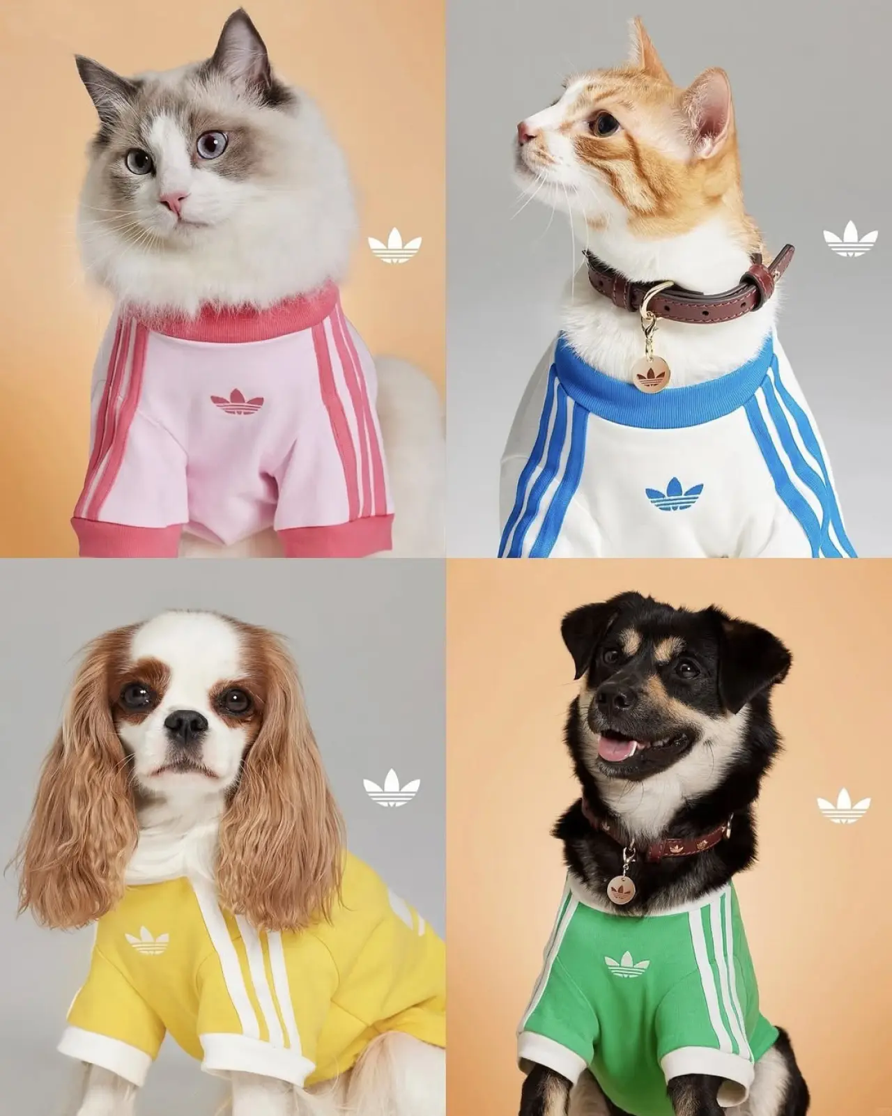 Adidas'tan evcil hayvanlara özel koleksiyon 1