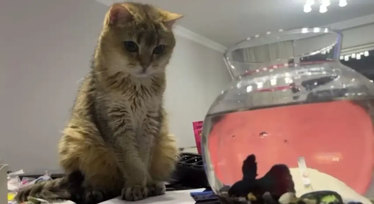 Takıntılı kedi 'Artas' antidepresana başladı 2