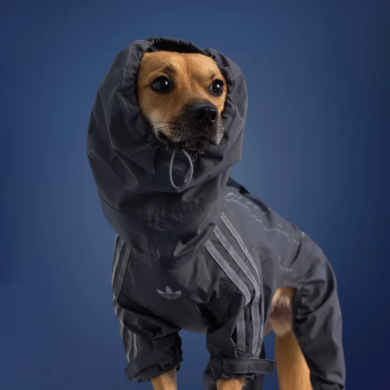 Adidas'tan evcil hayvanlara özel koleksiyon 9