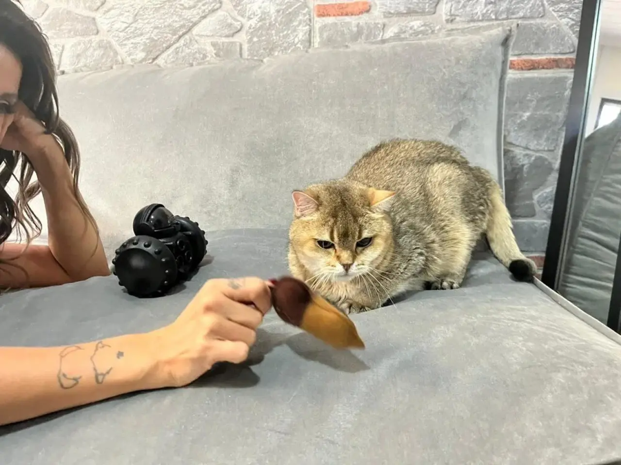 Takıntılı kedi 'Artas' antidepresana başladı 3