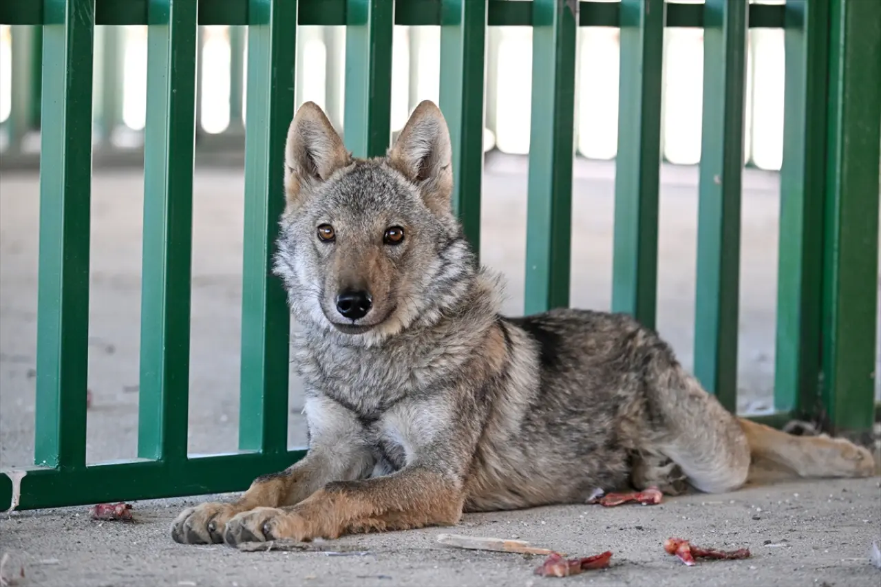 Van'da zincirle alıkonulan kurt, üniversite tarafından koruma altına aldı 1
