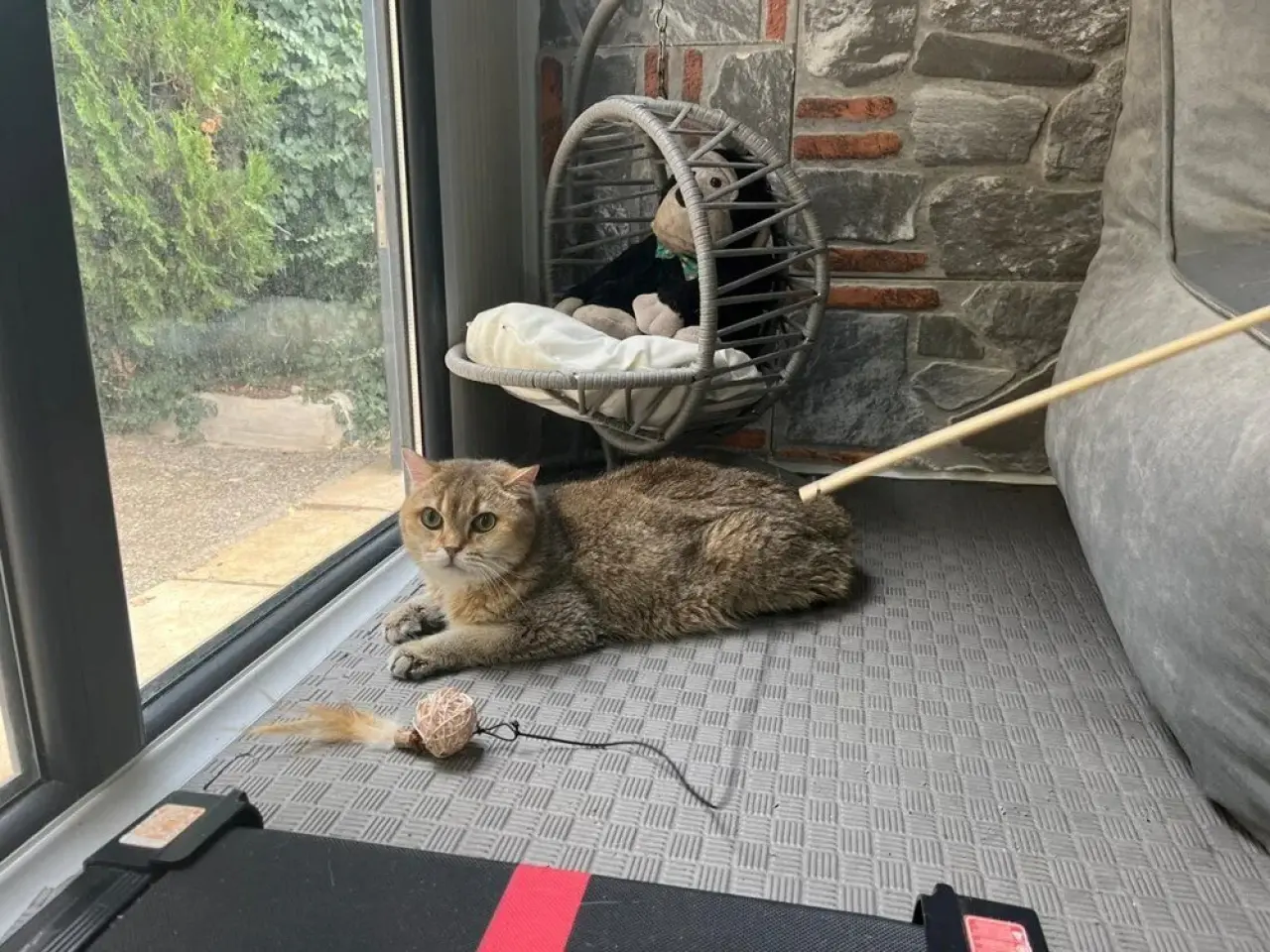 Takıntılı kedi 'Artas' antidepresana başladı 1