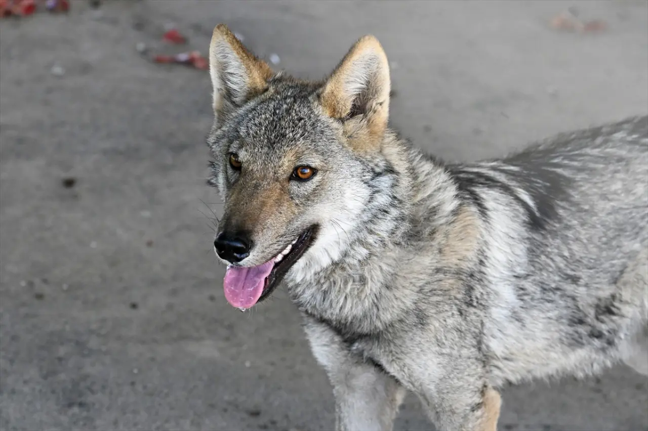 Van'da zincirle alıkonulan kurt, üniversite tarafından koruma altına aldı 3