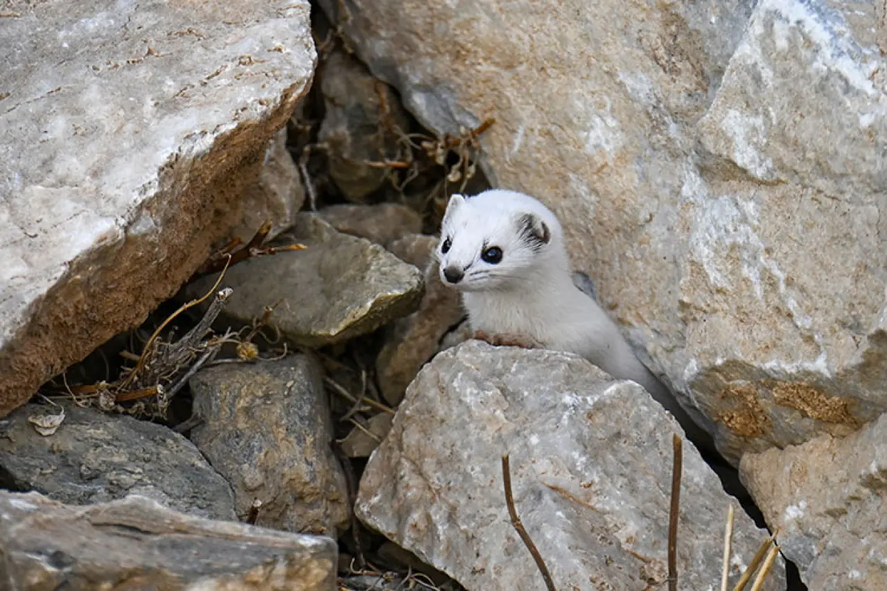 Van'da nesli koruma altında olan, dünya tatlı beyaz gelincik görüntülendi 2