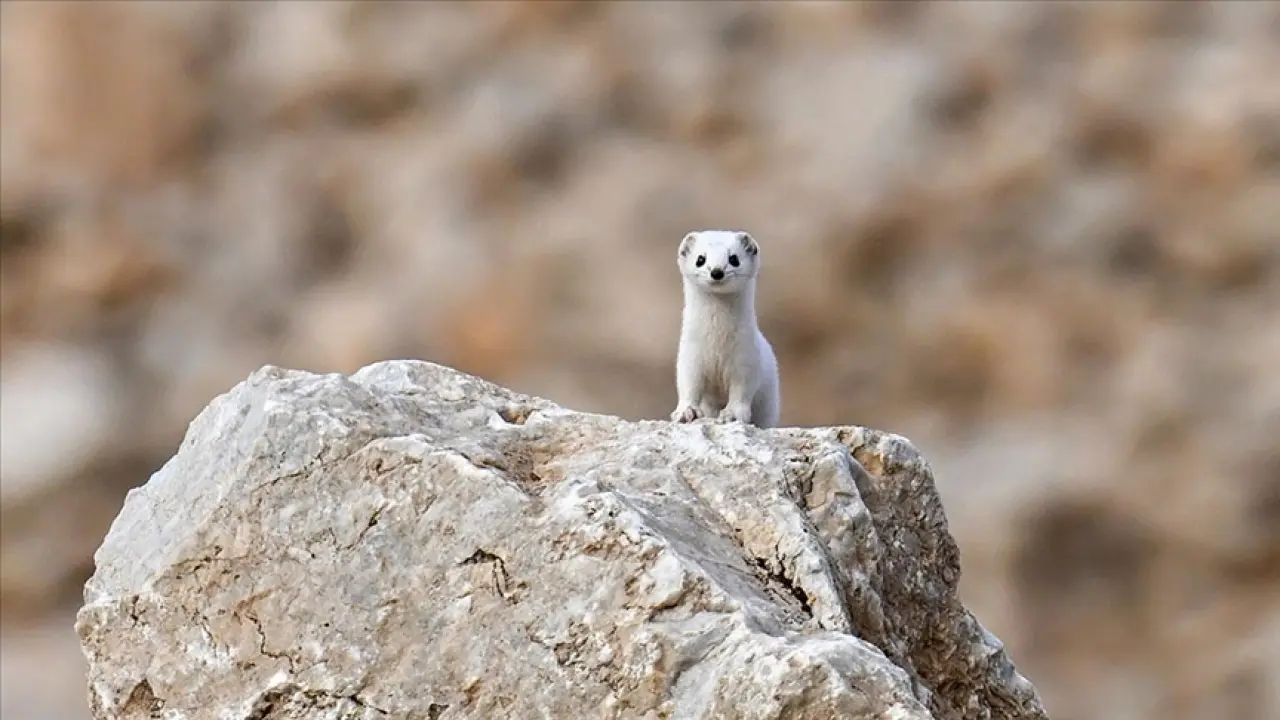 Van'da nesli koruma altında olan, dünya tatlı beyaz gelincik görüntülendi 6