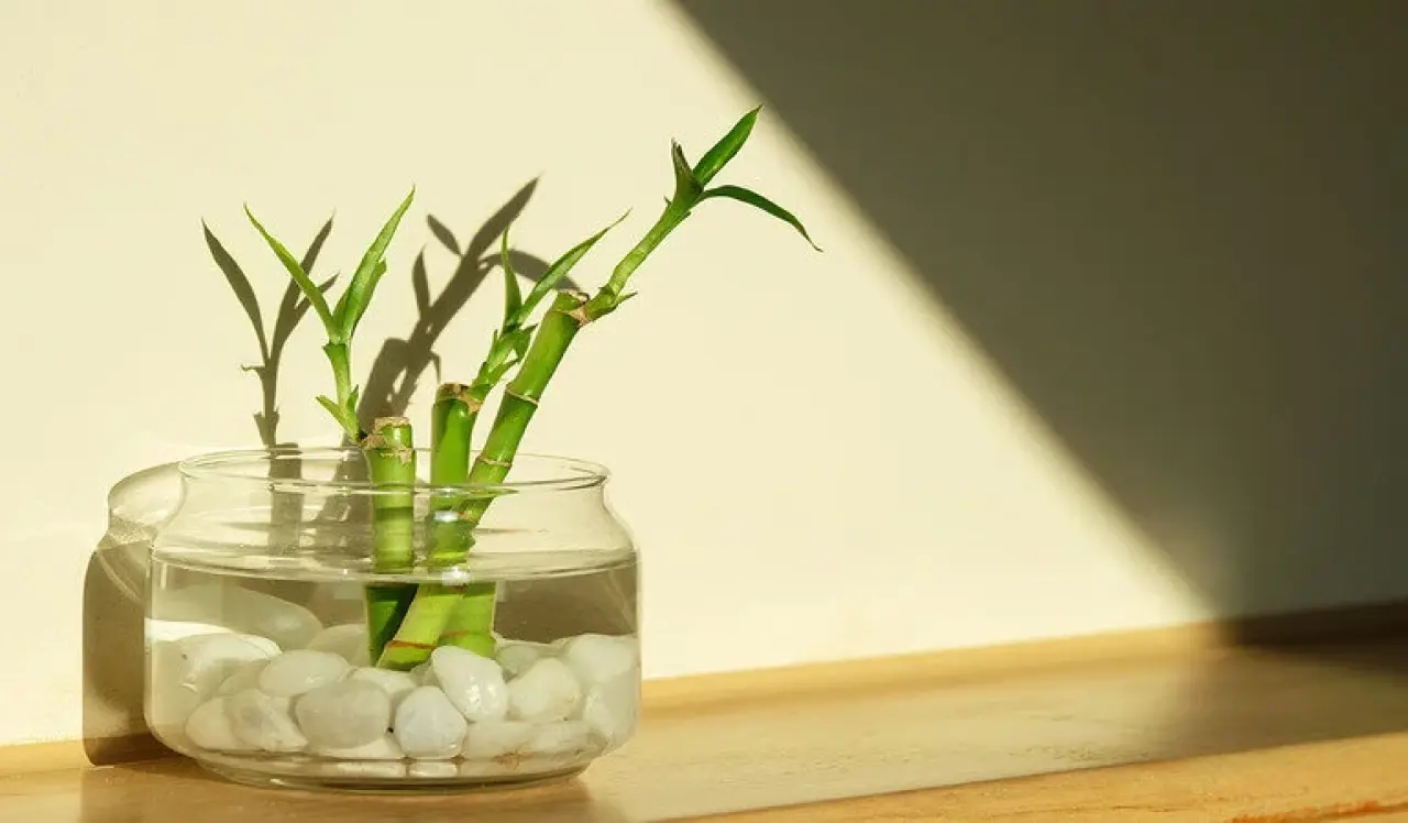 Evi negatif enerji ve nazara karşı koruyan 6 bitki 6