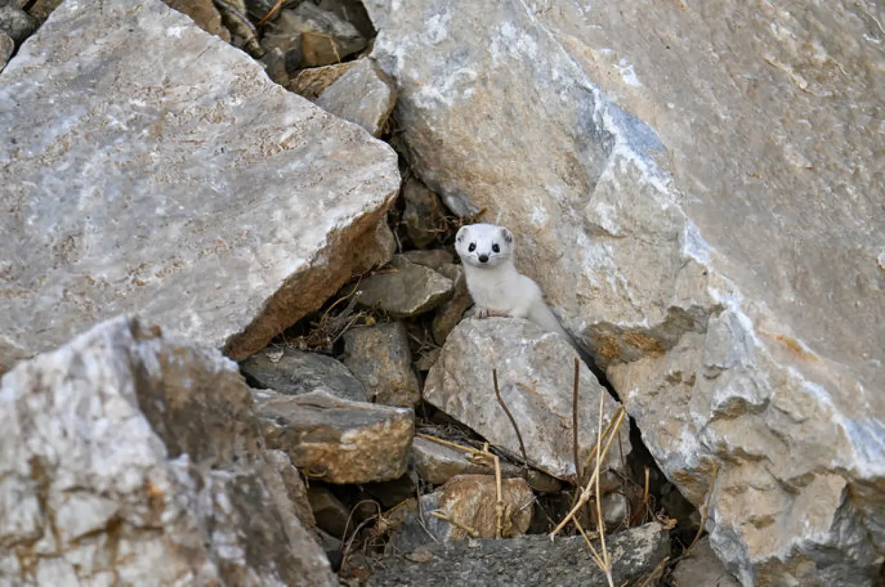 Van'da nesli koruma altında olan, dünya tatlı beyaz gelincik görüntülendi 3