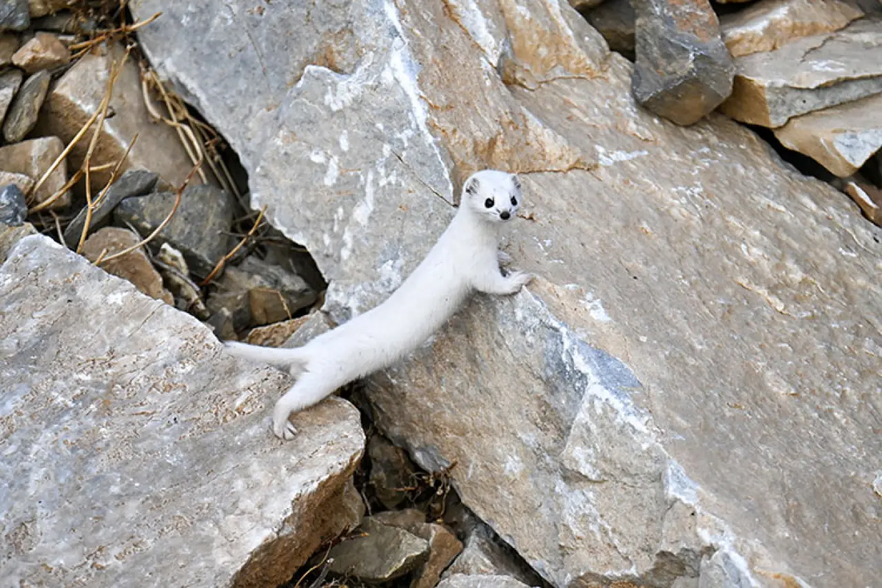 Van'da nesli koruma altında olan, dünya tatlı beyaz gelincik görüntülendi 1