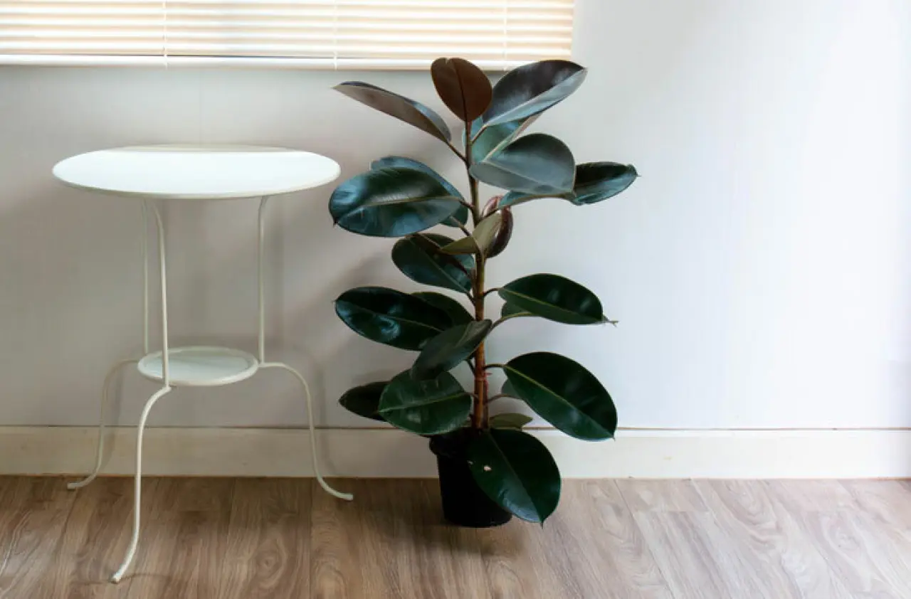 Evi negatif enerji ve nazara karşı koruyan 6 bitki 7