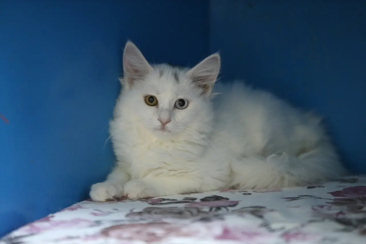 Kedi Villası'nda bereketli yıl: Koruma altındaki Van kedileri bu yıl 120 yavru doğurdu 8