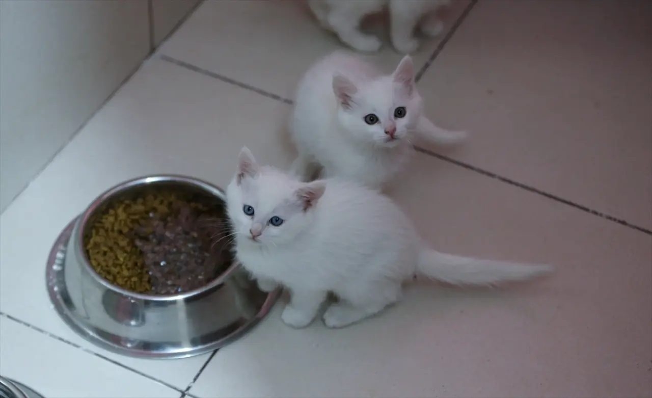 Kedi Villası'nda bereketli yıl: Koruma altındaki Van kedileri bu yıl 120 yavru doğurdu 1