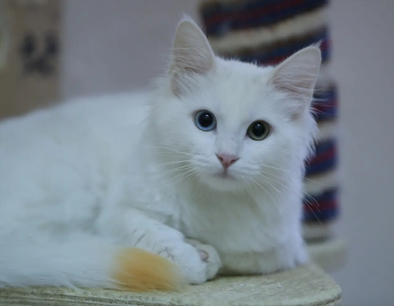 Kedi Villası'nda bereketli yıl: Koruma altındaki Van kedileri bu yıl 120 yavru doğurdu 7