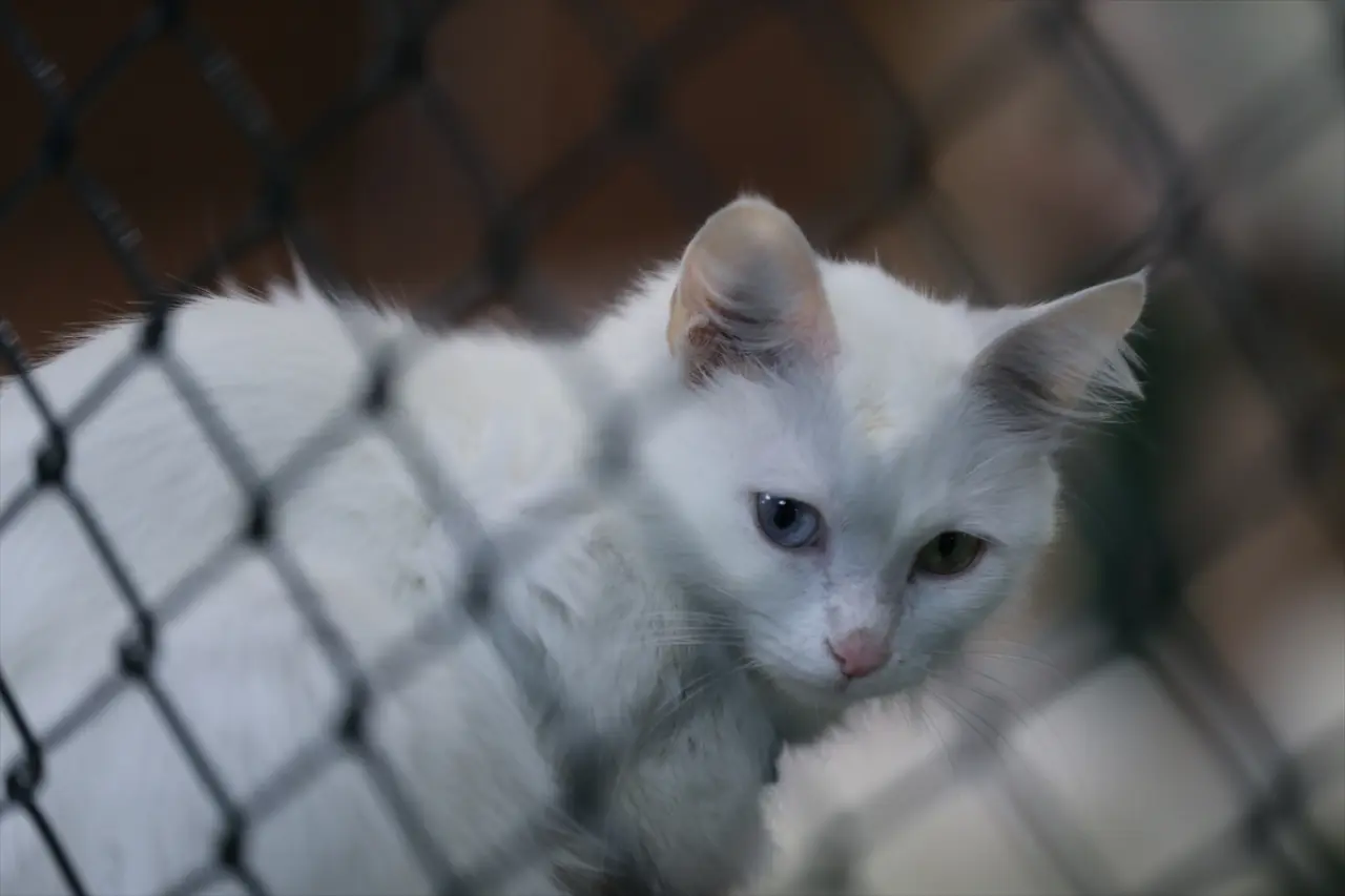 Kedi Villası'nda bereketli yıl: Koruma altındaki Van kedileri bu yıl 120 yavru doğurdu 4