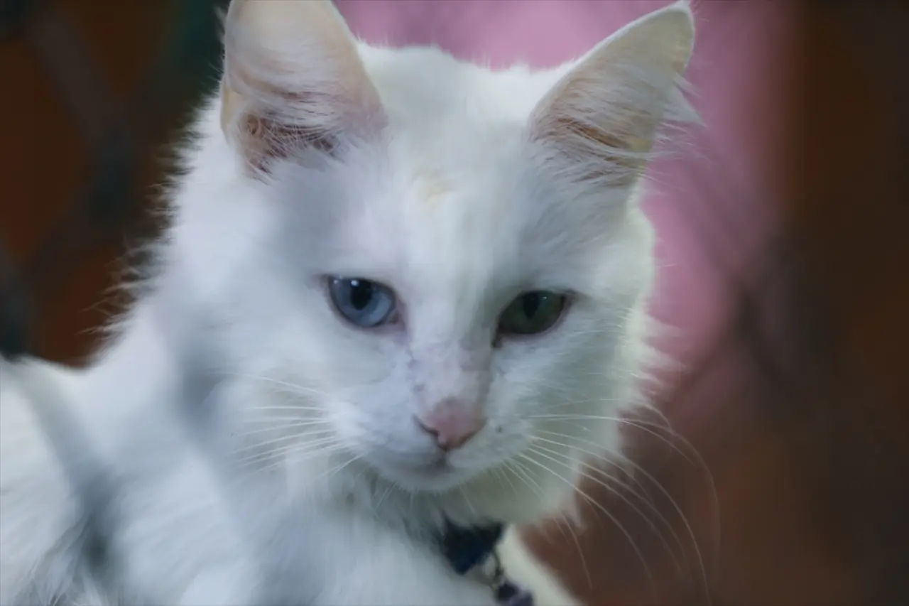 Kedi Villası'nda bereketli yıl: Koruma altındaki Van kedileri bu yıl 120 yavru doğurdu 2