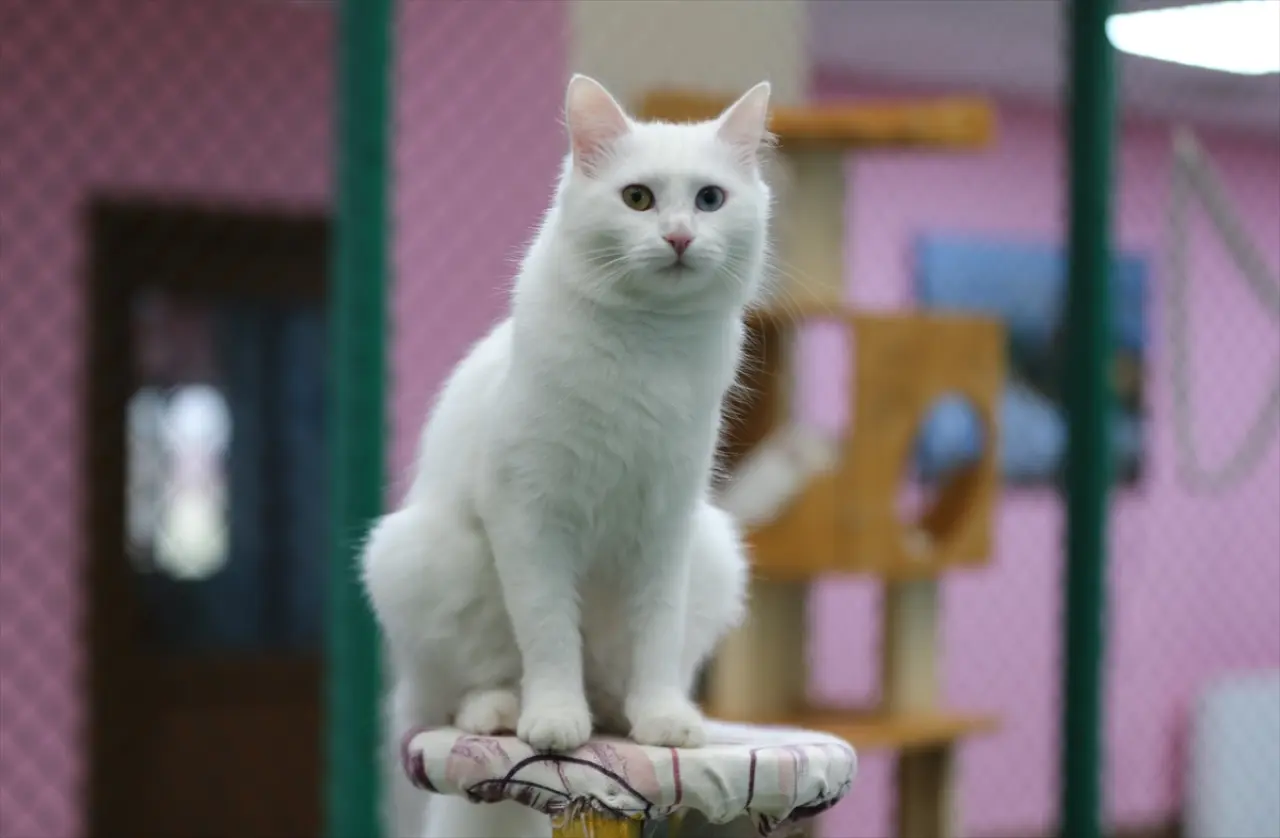 Kedi Villası'nda bereketli yıl: Koruma altındaki Van kedileri bu yıl 120 yavru doğurdu 12