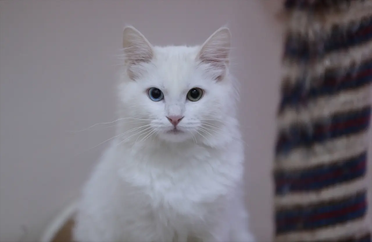 Kedi Villası'nda bereketli yıl: Koruma altındaki Van kedileri bu yıl 120 yavru doğurdu 6