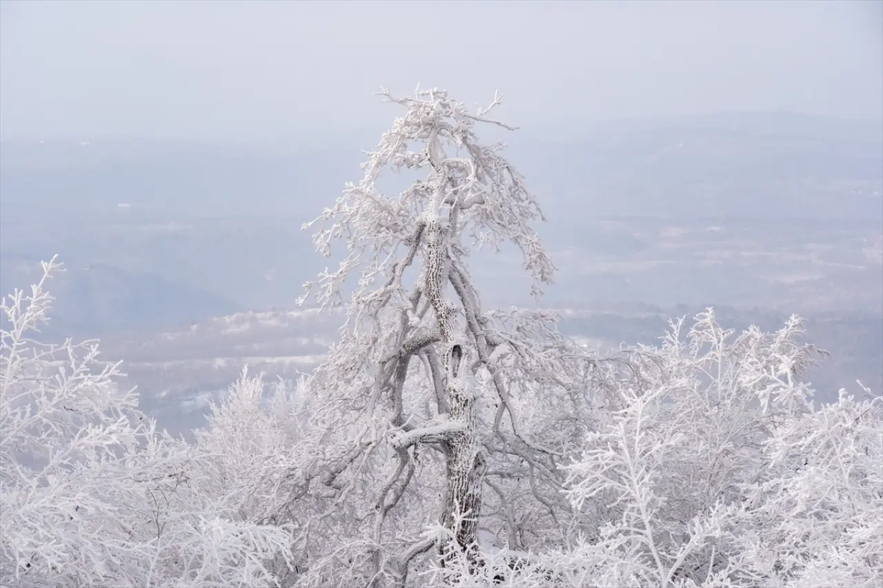 Istranca Ormanları'nda bir kış masalı: Beyaz örtü büyüledi 7
