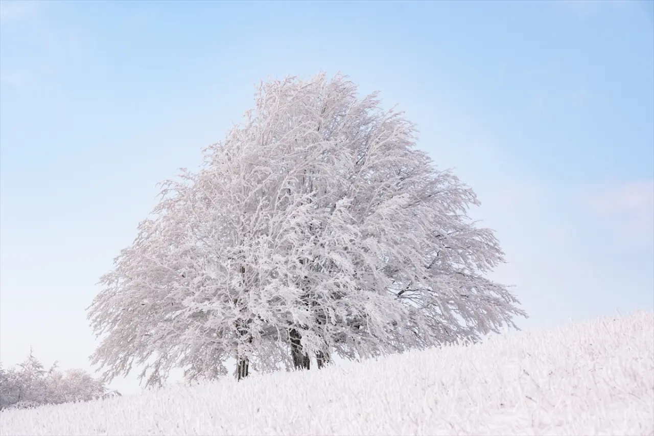 Istranca Ormanları'nda bir kış masalı: Beyaz örtü büyüledi 4