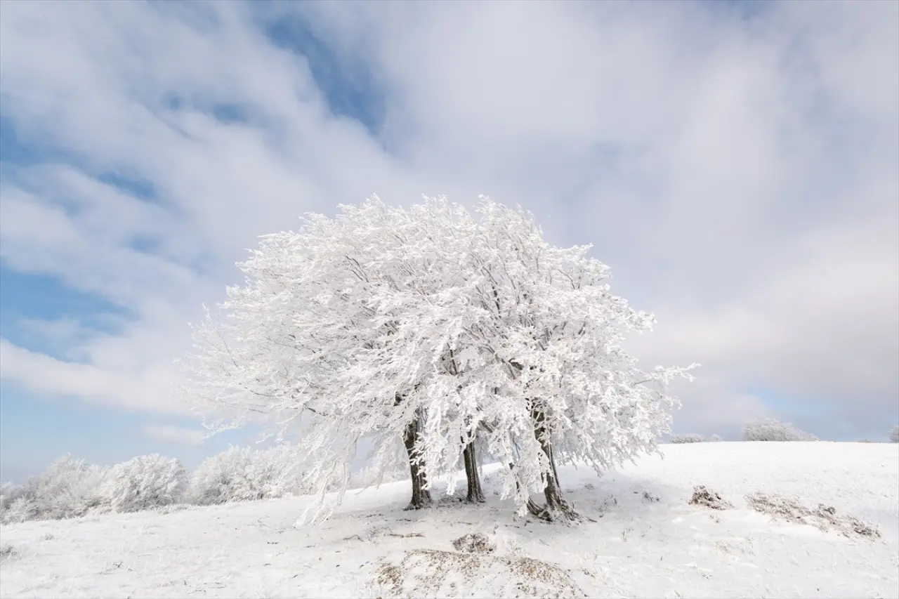 Istranca Ormanları'nda bir kış masalı: Beyaz örtü büyüledi 9