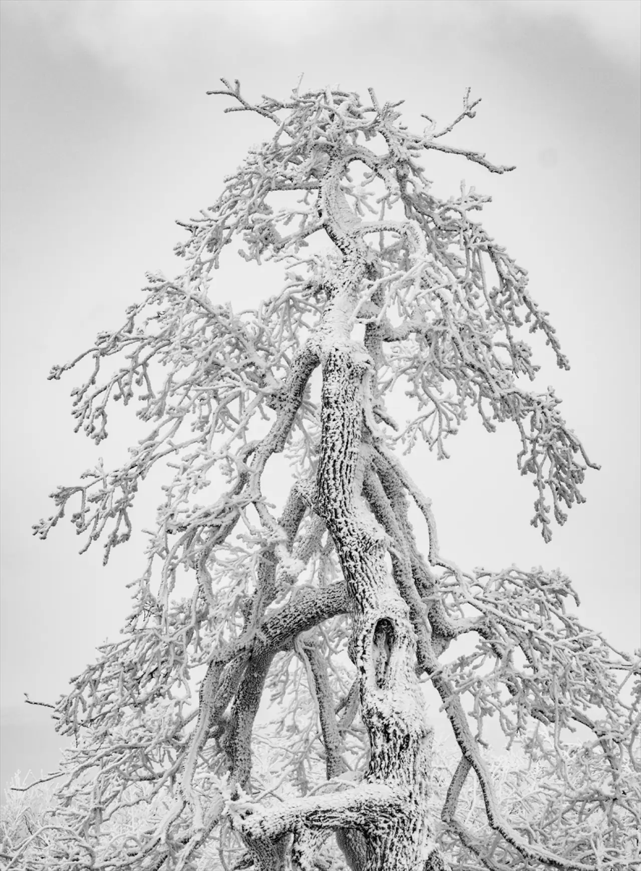 Istranca Ormanları'nda bir kış masalı: Beyaz örtü büyüledi 11